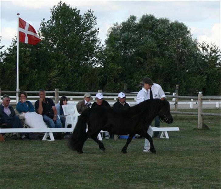 Anden særlig race Sylvester <3 (Gl. passer) - til kåring med min tante igen igen.. :D billede 13