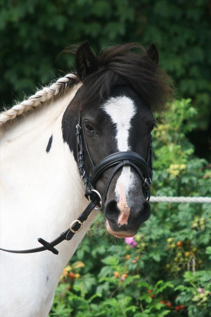 Anden særlig race Tia ~Sendt hjem~<3 - Velkommen til Tia´s profil :D  [Foto: Julie Sundberg] billede 1