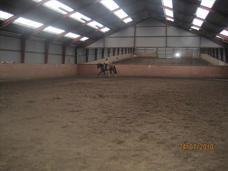 Tysk Oldenburger Milano af Hvarre - Billeder fra jeg lige har købt ham ;) billede 9