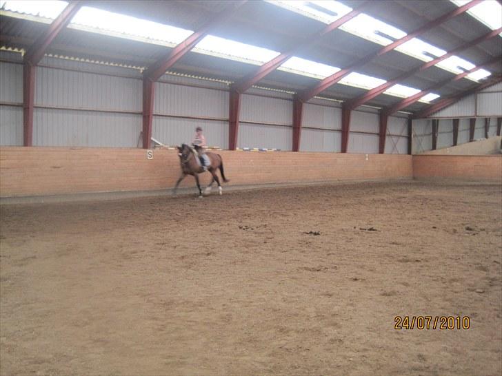 Tysk Oldenburger Milano af Hvarre - Billeder fra jeg lige har købt ham :) billede 10