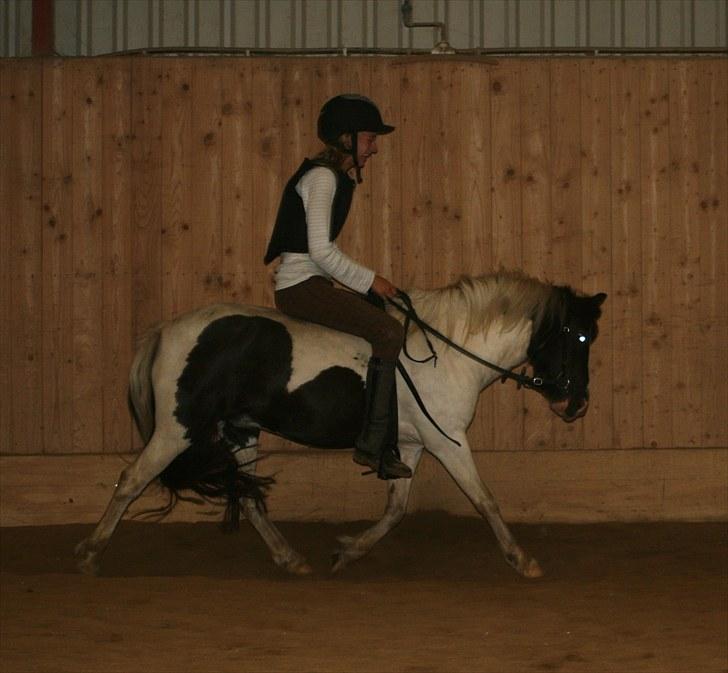 Anden særlig race Tia ~Sendt hjem~<3 - 3. gang i trav :D INGEN KOMMENTARE OM MIN STILLING! [Foto: Julie Sundberg ] billede 4