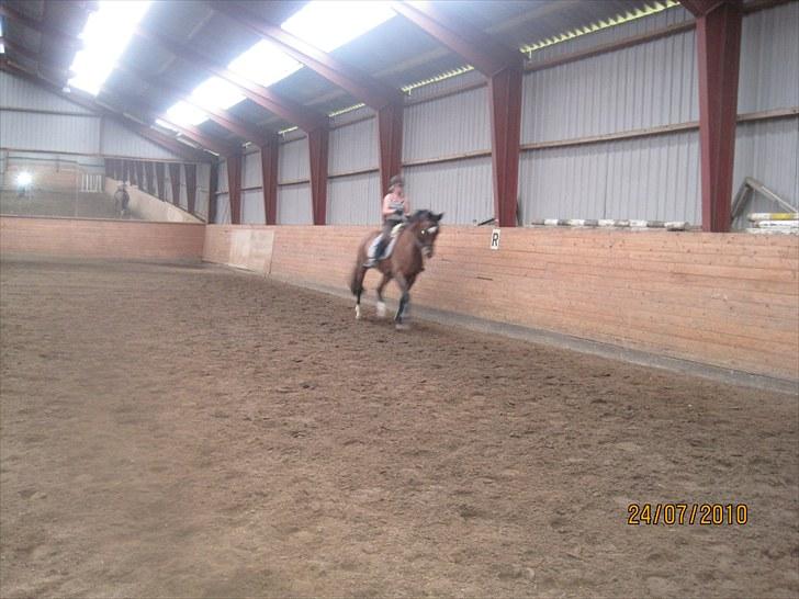 Tysk Oldenburger Milano af Hvarre - Billeder fra da jeg lige havde købt ham :D billede 11