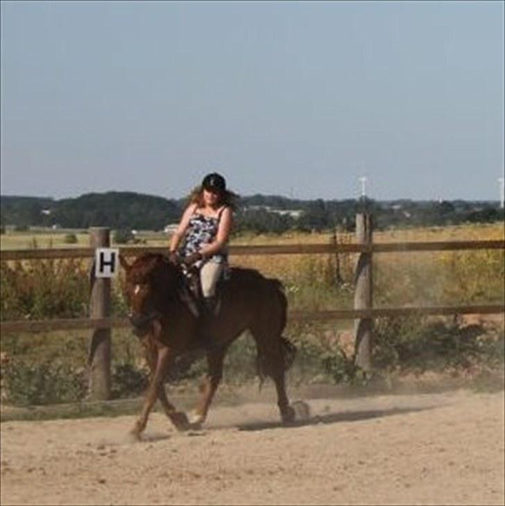 Frederiksborg  apollo (rideskole) - dressur træning med hackamore ^^<3 billede 13