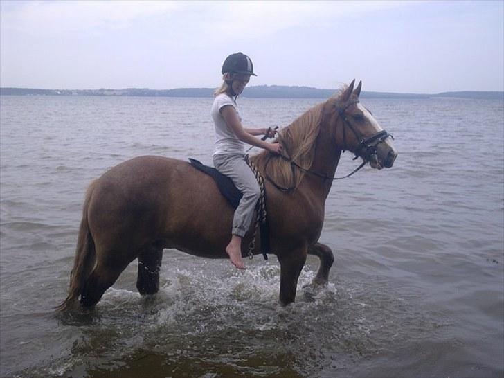 Irish Cob Gimli (Valdemar) (Himmelhest) - En af de første gange jeg var ude at soppe.  billede 1