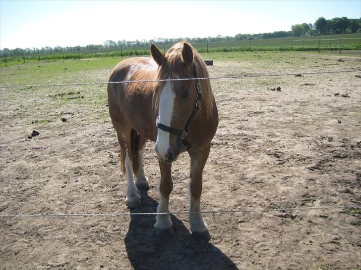 Irish Cob Gimli (Valdemar) (Himmelhest) - Jeg er en lille smule genert :-) billede 3