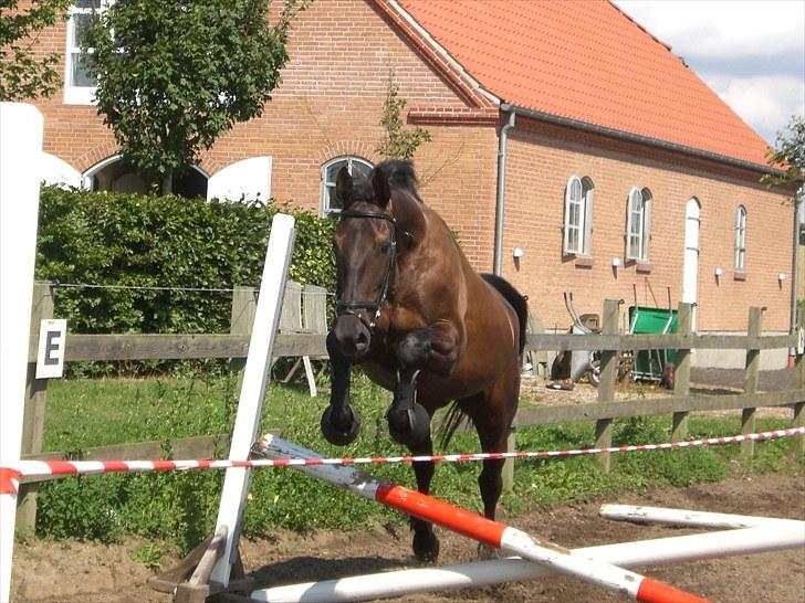 Anden særlig race Celia billede 1