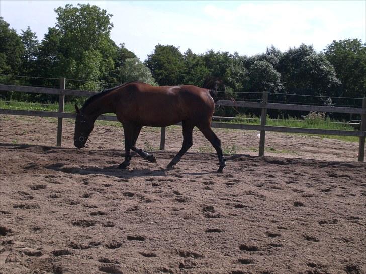 Anden særlig race Celia billede 9