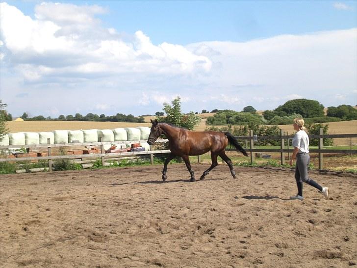 Anden særlig race Celia billede 10