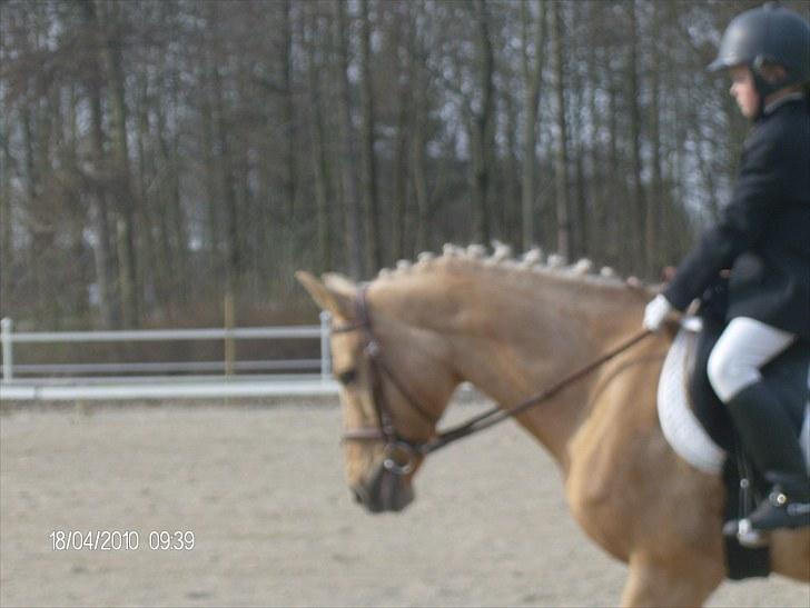 DSP katborgs lou lou billede 8