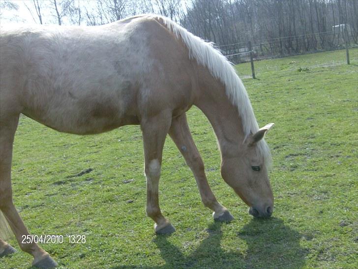 DSP katborgs lou lou billede 9