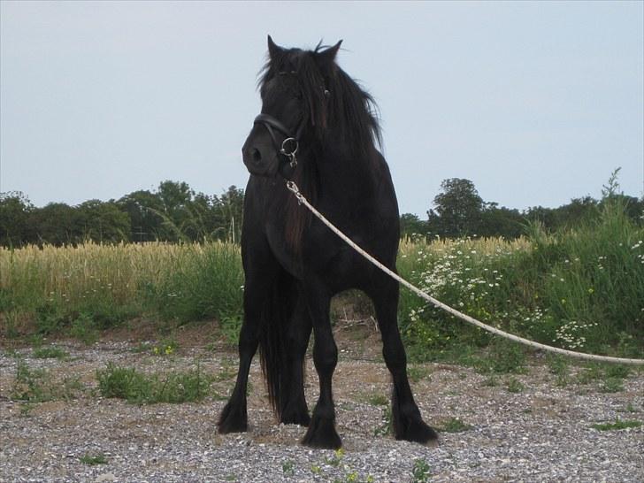 Fell pony Bygballegaards Bashim billede 1