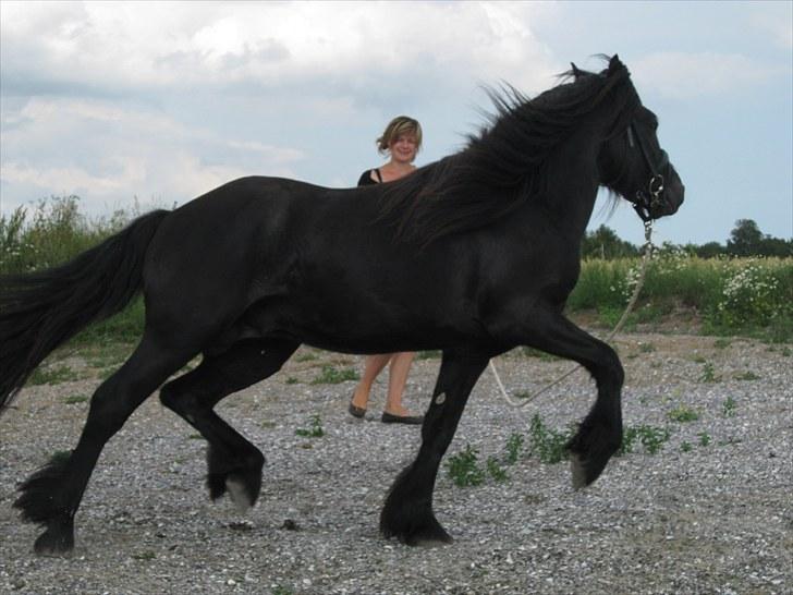 Fell pony Bygballegaards Bashim billede 2