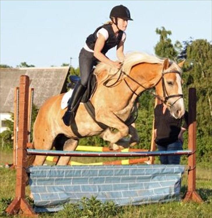 Haflinger Holly billede 2