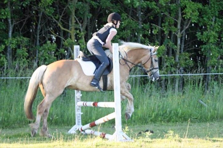 Haflinger Holly billede 3