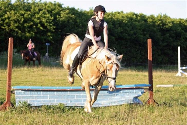 Haflinger Holly billede 4