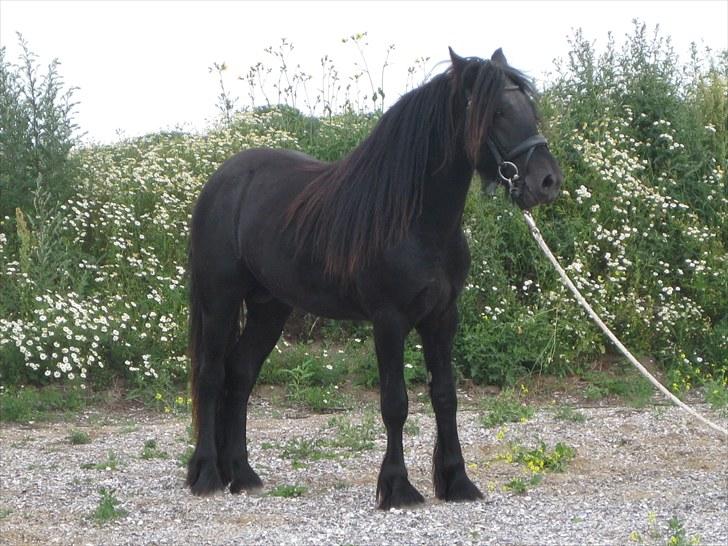 Fell pony Bygballegaards Bashim - Bashim som 2 års billede 3