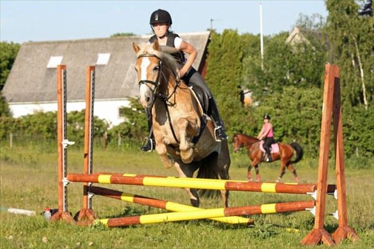 Haflinger Holly billede 5