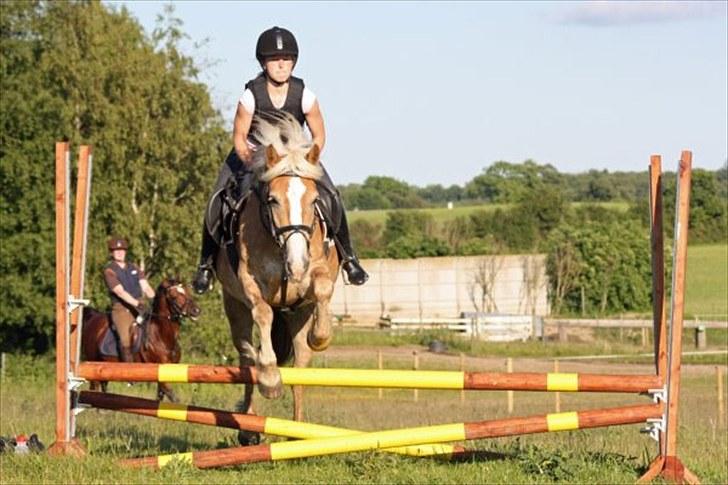 Haflinger Holly billede 6