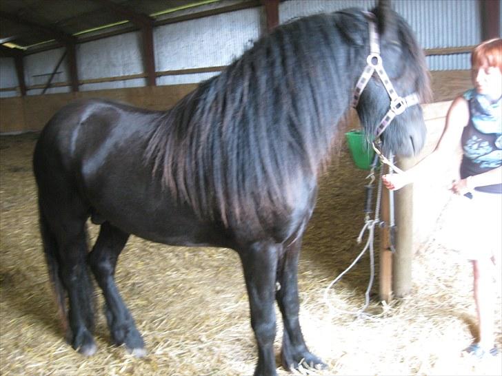 Fell pony Bygballegaards Bashim billede 4