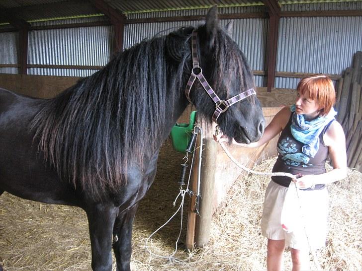 Fell pony Bygballegaards Bashim billede 5