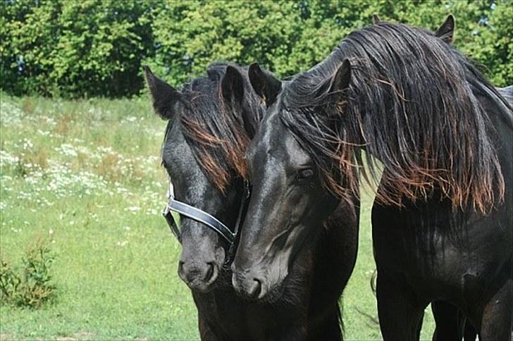 Fell pony Bygballegaards Bashim - Bashim som 1 års, mend sin legekammerat gennem 3 år, frieserhingsten Zeth. billede 6