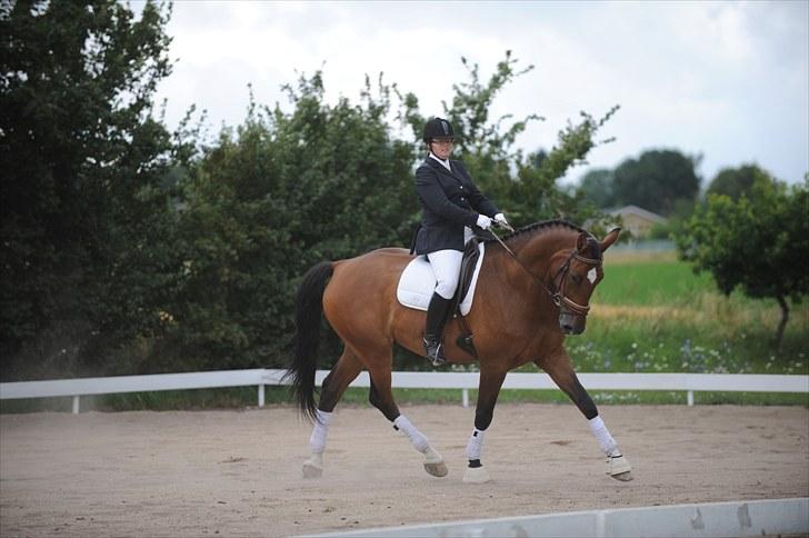 Dansk Varmblod Westergaardens Mon Cheri billede 5