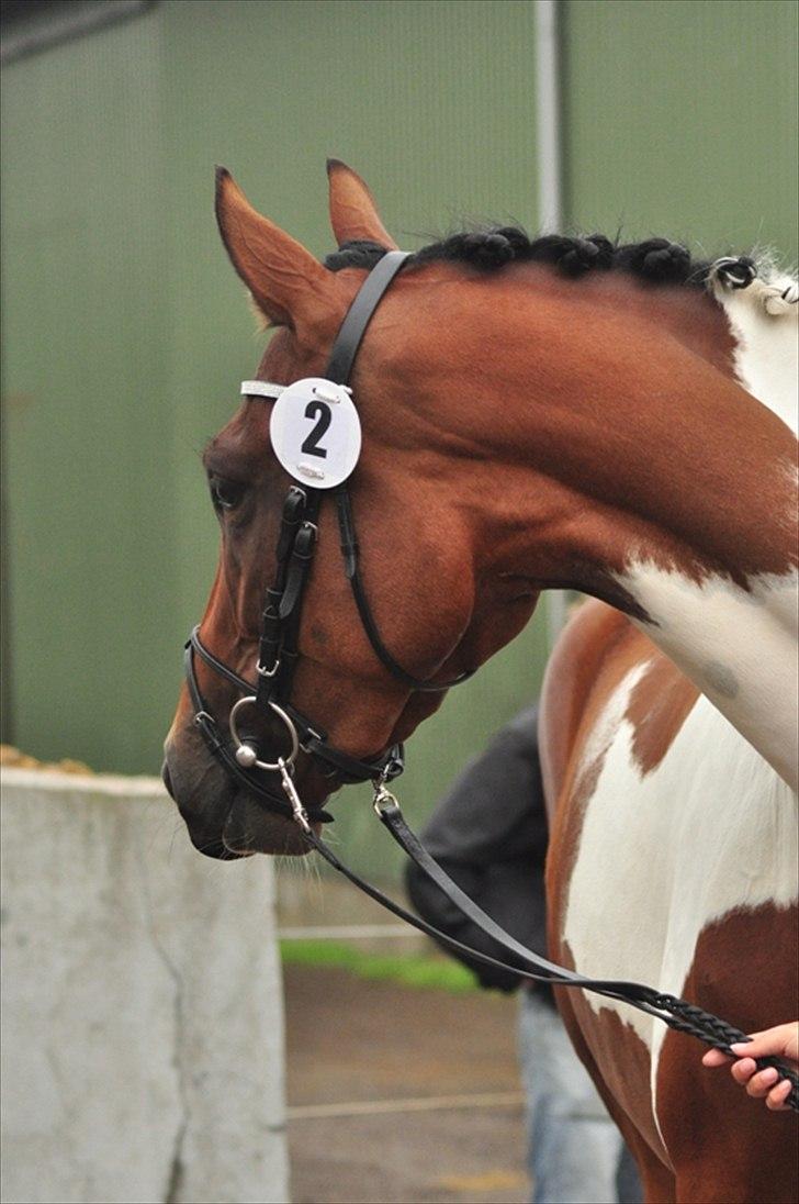 Pinto Zikira. "mors" billede 18