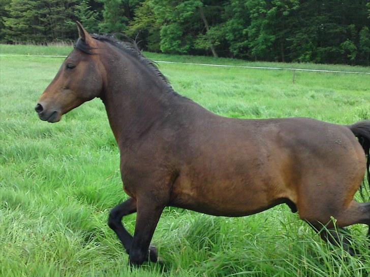 Altér Real Janoschik Becks - se hvor jeg kan billede 14