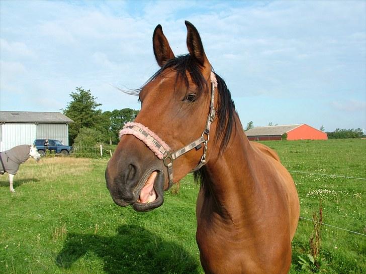 Anden særlig race Star billede 13