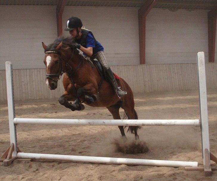Anden særlig race  | Cantos Caballero - *: billede 14