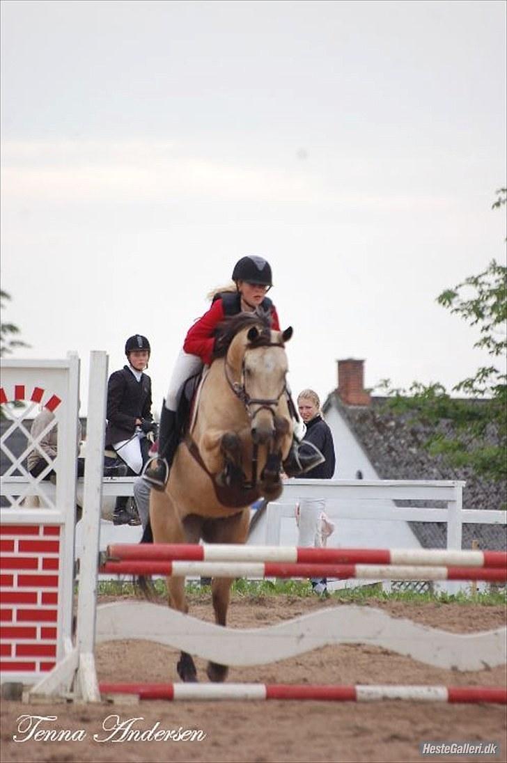 Irsk Sportspony Maam Boy<3 - mammi som 4 års billede 9