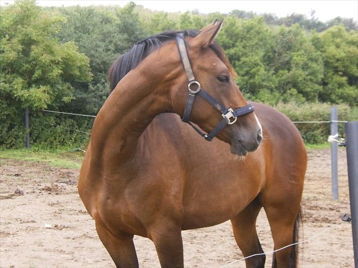 Dansk Varmblod Kaiserinde Leonora - RDH - Leonora på fold 2010 billede 1