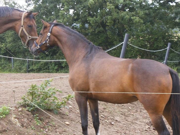 Dansk Varmblod Kaiserinde Leonora - RDH - Leonora på fold 2010 billede 2