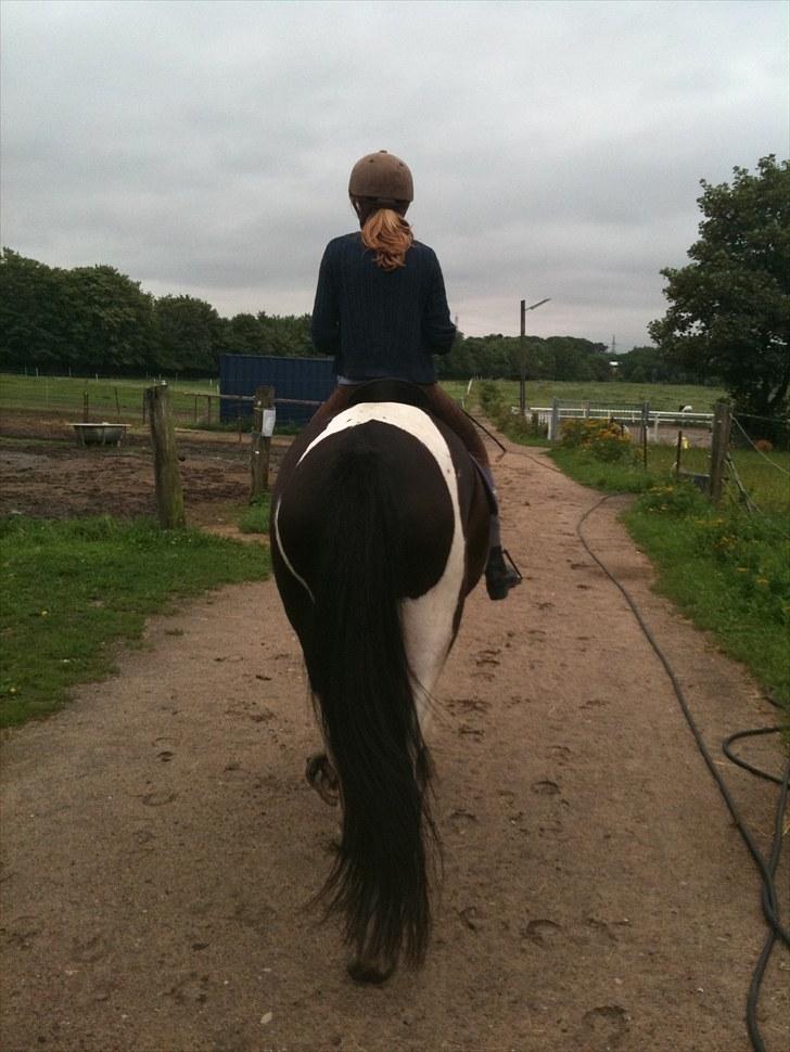 Pinto Star<3 - På vej ned til banen<3 billede 12