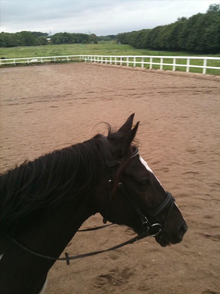 Pinto Star<3 - <3 billede 13