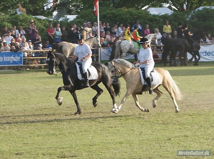 Welsh Pony af Cob-type (sec C) Ræveskiftets Nardi B-Pony RIP - RoskildeDyrskue 2010 billede 16