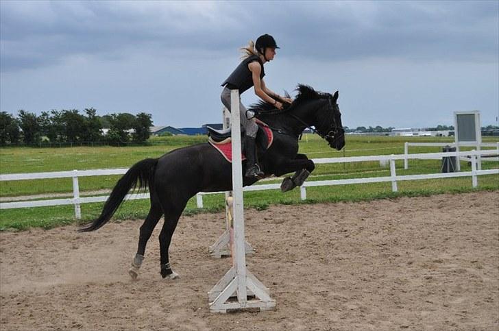 Anden særlig race Vanessa.* Red* billede 10