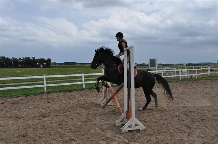 Anden særlig race Vanessa.* Red* billede 11