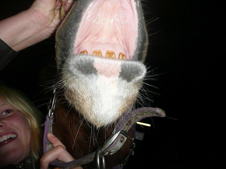 Pinto Cherié - 2. smiil til verden, og verden smiler til dig, jeg elsker dig mulle :i billede 1