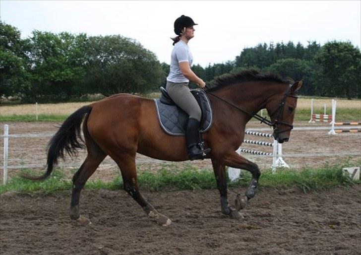 Dansk Varmblod Cias Moonlight - Dressur undervisning den 12.08.2010. Foto: Mille billede 13