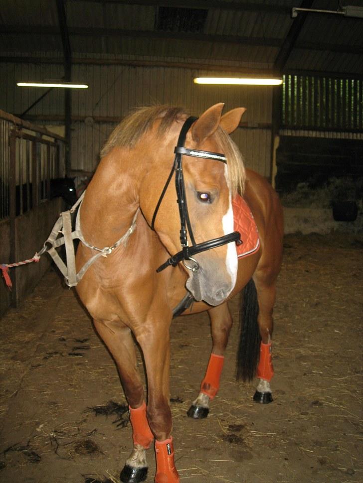 Anden særlig race Ofelia - 16-8-2010 billede 4