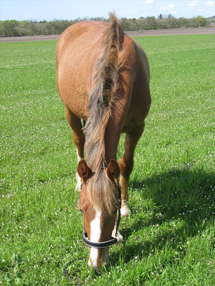 Anden særlig race Ofelia - 11-5-2010 billede 5
