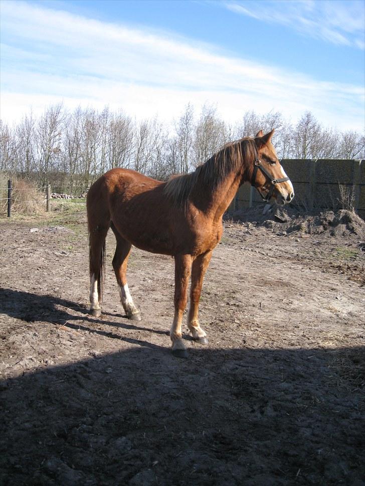 Anden særlig race Ofelia - kort efter jeg har fået hende hjem 15-4 2010 billede 7