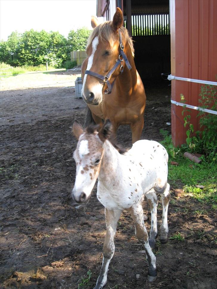 Anden særlig race Ofelia - den stolte mor  billede 9