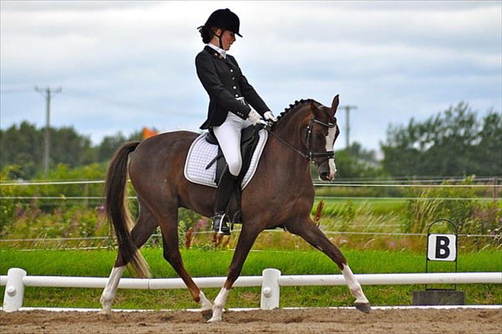 Hollandsk Sportspony Armando - Til landsstævne i Sverige. Billedet er taget af Caroline Aarosin billede 13