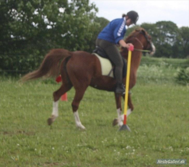 Hollandsk Sportspony Jade<3 Princess <3 :* den bedste himmel hest  - games billede 15