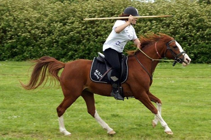 Hollandsk Sportspony Jade<3 Princess <3 :* den bedste himmel hest  billede 17