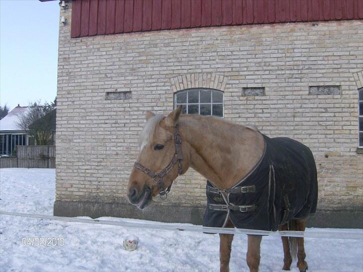 DSP katborgs lou lou billede 18