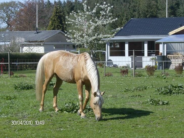 DSP katborgs lou lou billede 19
