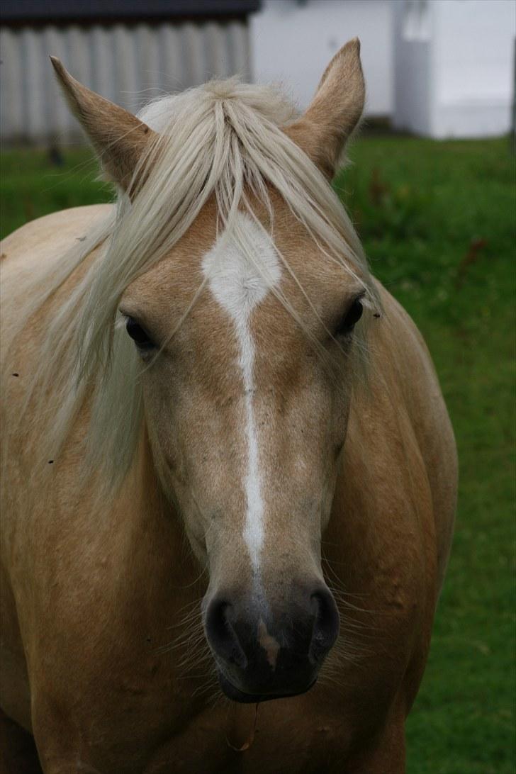 Welsh Pony af Cob-type (sec C) palsgårds blondie billede 8